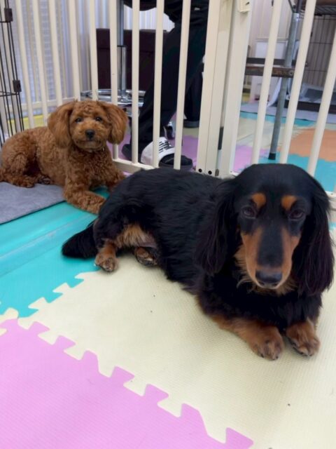 クッキーちゃん🐶
本日はいろんな子達に匂いを嗅がれたり、挨拶をされてしつこいよ‼️とブチギレていました🤣特にニコペットのちびっ子達からしつこくされていました🤭

🐾🐶愛犬のお悩みご相談ください🐶🐾
@kenkohmura_official
 ↑フォロー待ってます↑

〒955-0091 新潟県三条市上須頃大割４２８−１
☎︎ 0256-35-2571
✉️ info@kenkohmura.jp
HP: https://kenkohmura.jp
LINE: https://lin.ee/7LIz5sb

#犬幸村#犬の幼稚園 #吠える、噛む #犬のしつけ #トイレ
ダックスダックス可愛いダックス倶楽部ダックス可愛いすぎる