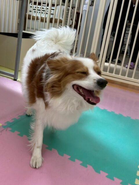 マロンちゃん🐶
本日も爽やかな笑顔のマロンちゃん‼️みんなからちょっかいを出されてもなんだよ〜と満更でもなさそうな感じで遊んでいました🤭
本日はカットも行い、上手にやらせてくれました👍さらに可愛くなってイメチェン成功でした😍

🐾🐶愛犬のお悩みご相談ください🐶🐾
@kenkohmura_official
 ↑フォロー待ってます↑

〒955-0091 新潟県三条市上須頃大割４２８−１
☎︎ 0256-35-2571
✉️ info@kenkohmura.jp
HP: https://kenkohmura.jp
LINE: https://lin.ee/7LIz5sb

#犬幸村#犬の幼稚園 #吠える、噛む #犬のしつけ #トイレ
パピヨンパピヨン可愛いパピヨン大好きパピヨン倶楽部