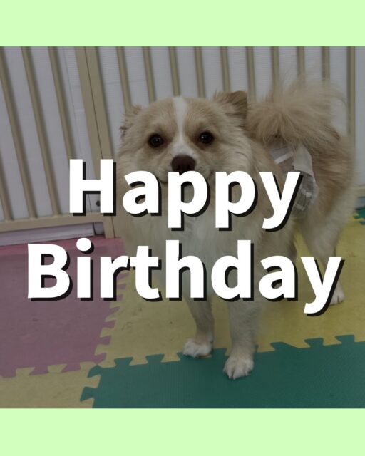 コロンちゃん🐶
お誕生日おめでとうございます🎂👏🏻
ププちゃんやポコちゃんが気に入ったみたいで1日くっついて過ごしていました😊
🐾🐶愛犬のお悩みご相談ください🐶🐾
@kenkohmura_official
 ↑フォロー待ってます↑

〒955-0091 新潟県三条市上須頃大割４２８−１
☎︎ 0256-35-2571
✉️ info@kenkohmura.jp
HP: https://kenkohmura.jp
LINE: https://lin.ee/7LIz5sb

#犬幸村#犬の幼稚園 #吠える噛む #犬のしつけ #トイレ
 ミックス犬 ミックス犬大好き ミックス犬可愛い