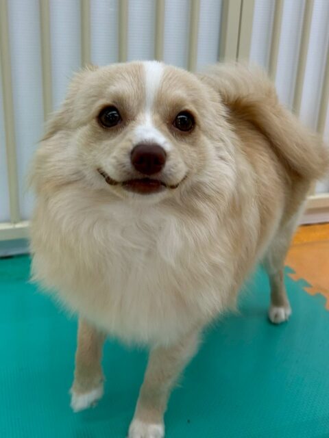 初来園のコロンちゃん🐶
午後からニコペットにいるポメラニアンちゃんが気になったみたいで自分から追いかけたりと進展がありました😆
🐾🐶愛犬のお悩みご相談ください🐶🐾
@kenkohmura_official
 ↑フォロー待ってます↑

〒955-0091 新潟県三条市上須頃大割４２８−１
☎︎ 0256-35-2571
✉️ info@kenkohmura.jp
HP: https://kenkohmura.jp
LINE: https://lin.ee/7LIz5sb

#犬幸村#犬の幼稚園 #吠える噛む #犬のしつけ #トイレ
 ミックス犬 ミックス犬可愛い ミックス犬だいすき