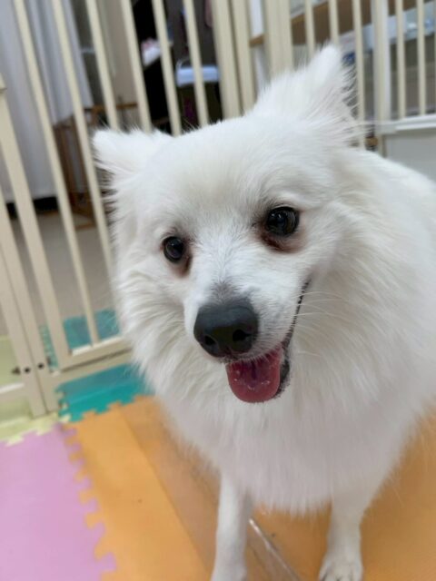 幸ちゃん🐶
本日はもねちゃんやニコペットの子達を遊びに誘ったり、みんなを率いて走り回ったりして楽しんでいました🤭

お散歩は急ぎたいところと、止まりたいところ、ちゃんと歩けるところが明確になって来ました‼️

🐾🐶愛犬のお悩みご相談ください🐶🐾
@kenkohmura_official
 ↑フォロー待ってます↑

〒955-0091 新潟県三条市上須頃大割４２８−１
☎︎ 0256-35-2571
✉️ info@kenkohmura.jp
HP: https://kenkohmura.jp
LINE: https://lin.ee/7LIz5sb

#犬幸村#犬の幼稚園 #吠える、噛む #犬のしつけ #トイレ
スピッツスピッツ大好きスピッツ倶楽部スピッツ可愛いすぎる
