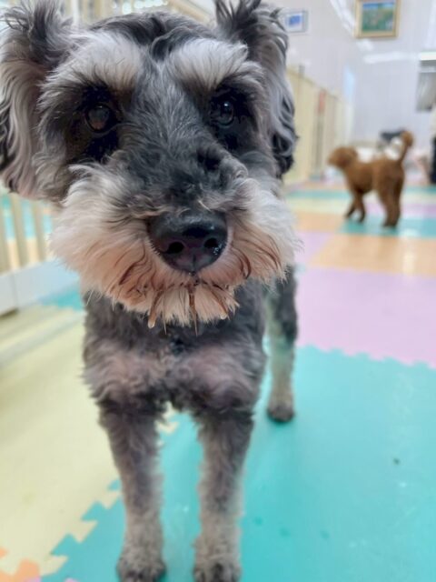 リュウちゃん🐶
本日はボランティアの方々に撫でてもらったり、自分から他の子の匂いを嗅ぎに行ったりもしていてすごく成長を感じました👍

お散歩ではスタッフの方に撫でてもらったりして人慣れトレーニング頑張っていました👏

🐾🐶愛犬のお悩みご相談ください🐶🐾
@kenkohmura_official
 ↑フォロー待ってます↑

〒955-0091 新潟県三条市上須頃大割４２８−１
☎︎ 0256-35-2571
✉️ info@kenkohmura.jp
HP: https://kenkohmura.jp
LINE: https://lin.ee/7LIz5sb

#犬幸村#犬の幼稚園 #吠える、噛む #犬のしつけ #トイレ
シュナウザーシュナウザー可愛いシュナウザー倶楽部シュナウザー可愛いすぎる