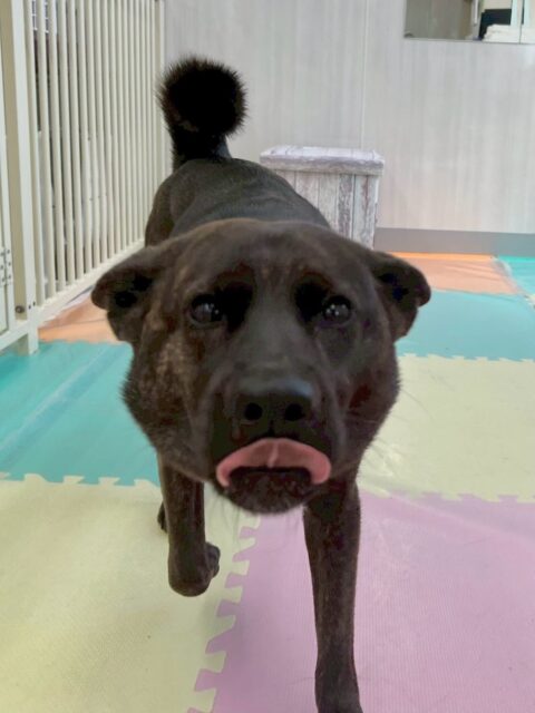 夏紬ちゃん&本日初来園のらぶちゃん🐶
夏紬ちゃん本日歯磨きトレーニングを開始して7ヶ月が経ちました🪥歯の状態もキープできていて非常に綺麗な状態キープできているので頑張って継続していきましょう✊
夏紬ちゃん園内では寅丸ちゃんや北斗ちゃん達のチーム柴犬達と激しくワンプロをしたり、みんなで走り回ったりして楽しんでいました🤭
らぶちゃんもヤンチャ組の子達と走り回ったりワンプロをしたり、ププちゃんやニコペットのちびっ子達と走り回ったりして楽しそうにしていました👍
🐾🐶愛犬のお悩みご相談ください🐶🐾
@kenkohmura_official
↑フォロー待ってます↑
〒955-0091 新潟県三条市上須頃大割428−1
☎︎ 0256-35-2571
✉️ info@kenkohmura.jp
HP: https://kenkohmura.jp
LINE: https://lin.ee/7LIz5sb
#犬幸村#犬の幼稚園 #吠える、噛む #犬のしつけ #トイレ
甲斐犬甲斐犬可愛いミックスミックス犬大好き