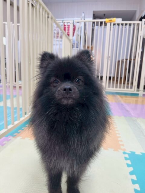 うにちゃん🐶
本日はボランティアの方やスタッフの方にたくさん触ってもらったりしてすごく人慣れ順調にできました👏
初めて会った方にも上手に撫でてもらえていて成長を感じました😢

🐾🐶愛犬のお悩みご相談ください🐶🐾
@kenkohmura_official
 ↑フォロー待ってます↑

〒955-0091 新潟県三条市上須頃大割４２８−１
☎︎ 0256-35-2571
✉️ info@kenkohmura.jp
HP: https://kenkohmura.jp
LINE: https://lin.ee/7LIz5sb

#犬幸村#犬の幼稚園 #吠える、噛む #犬のしつけ #トイレ
ポメラニアンポメラニアン可愛いポメラニアン大好きポメラニアン倶楽部