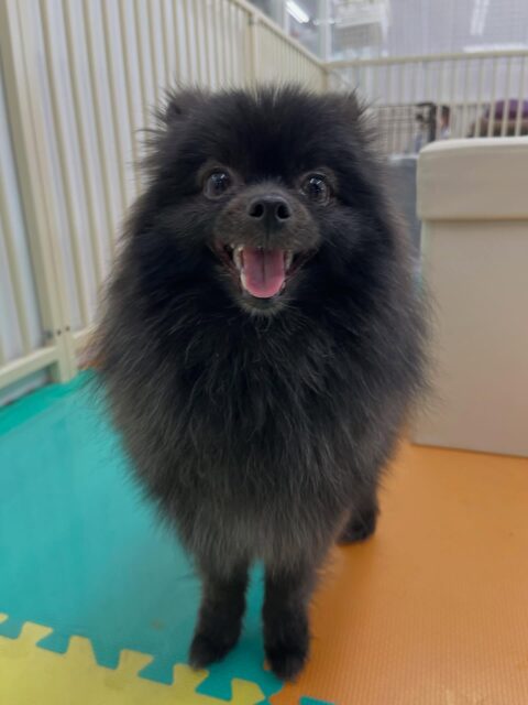 うにちゃん🐶
ニコニコ笑顔可愛い写真撮れました📷✨
椅子の上から遊んでる子達ながめてたりしていました😄
お散歩トレーニングではニコペットスタッフさんに撫でてもらっていました👏
🐾🐶愛犬のお悩みご相談ください🐶🐾
@kenkohmura_official
 ↑フォロー待ってます↑

〒955-0091 新潟県三条市上須頃大割４２８−１
☎︎ 0256-35-2571
✉️ info@kenkohmura.jp
HP: https://kenkohmura.jp
LINE: https://lin.ee/7LIz5sb

#犬幸村#犬の幼稚園 #吠える噛む #犬のしつけ #トイレ
 ポメラニアン ポメラニアンだいすき ポメラニアン可愛い