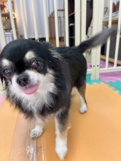 こまめちゃん🐶
本日は、かなり積極的にいろんな子達に挨拶をしたり、自分から匂いを嗅ぎに行ったりして園内を歩き回っていました👍

🐾🐶愛犬のお悩みご相談ください🐶🐾
@kenkohmura_official
 ↑フォロー待ってます↑

〒955-0091 新潟県三条市上須頃大割４２８−１
☎︎ 0256-35-2571
✉️ info@kenkohmura.jp
HP: https://kenkohmura.jp
LINE: https://lin.ee/7LIz5sb

#犬幸村#犬の幼稚園 #吠える、噛む #犬のしつけ #トイレ
チワワチワワ可愛いチワワ大好きチワワ倶楽部