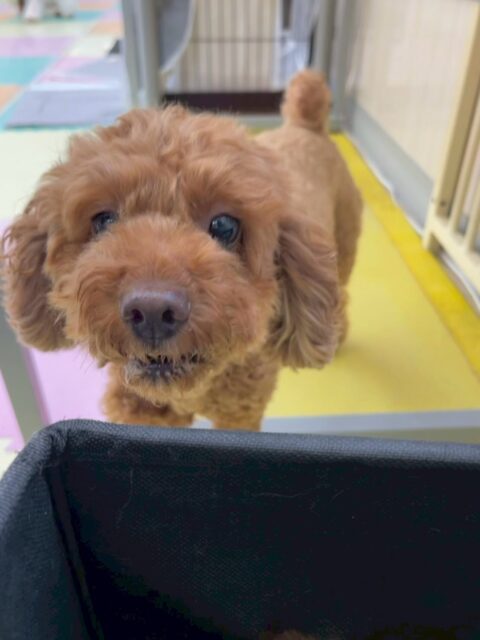 もこちゃん🐶
本日はモカちゃんやもねちゃん達が気になったのか後ろをおいかけたり、お話をしたりして過ごしていました🤭
他にもみんなから匂いを嗅がれたりしていましたがしつこいよ‼️とブチギレていました🤣

🐾🐶愛犬のお悩みご相談ください🐶🐾
@kenkohmura_official
 ↑フォロー待ってます↑

〒955-0091 新潟県三条市上須頃大割４２８−１
☎︎ 0256-35-2571
✉️ info@kenkohmura.jp
HP: https://kenkohmura.jp
LINE: https://lin.ee/7LIz5sb

#犬幸村#犬の幼稚園 #吠える、噛む #犬のしつけ #トイレ
トイプートイプー可愛いトイプー大好きトイプー倶楽部