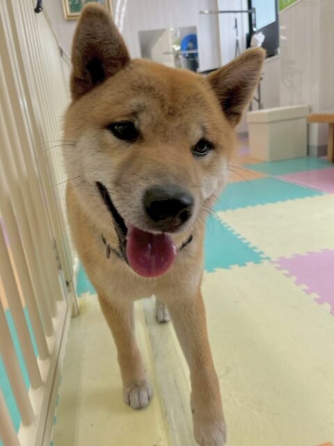 チャリーちゃん🐶
本日はつくしちゃんやこまちゃん、ぽん太達と走り回ったり、ちょっかいを出し合ったりして1日中楽しく過ごしていました👍

体力が無限にあるのか皆んなが休んでる時でも動き回っていて皆んなが休憩をしながら相手をしていました🤣

🐾🐶愛犬のお悩みご相談ください🐶🐾
@kenkohmura_official
 ↑フォロー待ってます↑

〒955-0091 新潟県三条市上須頃大割４２８−１
☎︎ 0256-35-2571
✉️ info@kenkohmura.jp
HP: https://kenkohmura.jp
LINE: https://lin.ee/7LIz5sb

#犬幸村#犬の幼稚園 #吠える、噛む #犬のしつけ #トイレ
柴犬柴犬可愛い柴犬倶楽部柴犬大好き
