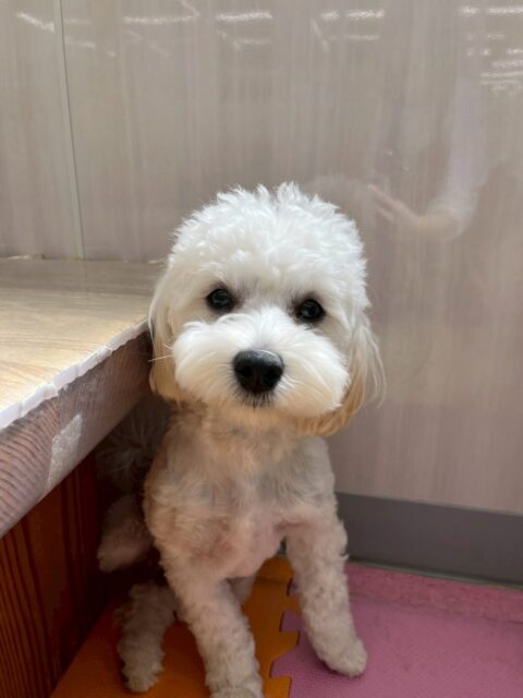 ふうちゃん🐶
本日は朝からちょこたんちゃんやププちゃん、ぽん太達と走り回ったり、ワンプロをしあったりして非常に楽しそうに過ごしていました🤭

みんなが疲れた夕方でもかなり元気な様子でみんなを遊びに誘ったりしていました🤣

🐾🐶愛犬のお悩みご相談ください🐶🐾
@kenkohmura_official
 ↑フォロー待ってます↑

〒955-0091 新潟県三条市上須頃大割４２８−１
☎︎ 0256-35-2571
✉️ info@kenkohmura.jp
HP: https://kenkohmura.jp
LINE: https://lin.ee/7LIz5sb

#犬幸村#犬の幼稚園 #吠える、噛む #犬のしつけ #トイレ
ミックスミックス犬ミックス犬可愛いミックス犬大好きミックス犬倶楽部