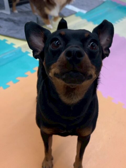 クールちゃん＆カノアちゃん🐶
本日歯磨きトレーニングを開始して1年7ヶ月が経ちました
歯の状態も変わらずキープできているのでこのまま継続を意識していきましょう✊

園内ではニコペットのちびっ子達やクールちゃん＆カノアちゃん達で遊んだり、匂いを嗅ぎ合ったりして過ごしていました🤭

🐾🐶愛犬のお悩みご相談ください🐶🐾
@kenkohmura_official
 ↑フォロー待ってます↑

〒955-0091 新潟県三条市上須頃大割４２８−１
☎︎ 0256-35-2571
✉️ info@kenkohmura.jp
HP: https://kenkohmura.jp
LINE: https://lin.ee/7LIz5sb

#犬幸村#犬の幼稚園 #吠える、噛む #犬のしつけ #トイレ、
ミニピンミニピン可愛いミックスミックス犬可愛い