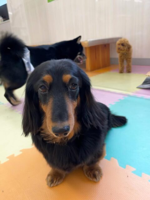 クッキーちゃん🐶
久しぶりに神楽に会えて嬉しそうでした😁
お散歩トレーニングでは止まるところしっかり止まれたり上手に歩いていました👏
🐾🐶愛犬のお悩みご相談ください🐶🐾
@kenkohmura_official
 ↑フォロー待ってます↑

〒955-0091 新潟県三条市上須頃大割４２８−１
☎︎ 0256-35-2571
✉️ info@kenkohmura.jp
HP: https://kenkohmura.jp
LINE: https://lin.ee/7LIz5sb

#犬幸村#犬の幼稚園 #吠える噛む #犬のしつけ #トイレ
 ミニチュアダックスフンド ミニチュアダックスフンド可愛い ミニチュアダックスフンドだいすき