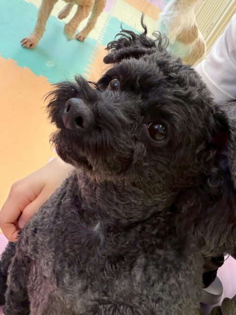 イブちゃん＆ルイちゃん🐶
本日歯磨きトレーニングを開始して1年7ヶ月が経ちました
少し歯の汚れが目立ってきたように感じるのでより一層歯磨きに力を入れて頑張っていきましょう✊

イブちゃんは園内ではスタッフにかなり甘えていてかまってアピールや上目遣いを上手にしてくれて可愛いすぎました😍

ルイちゃんはヤンチャ組の子達と激しくワンプロをしたり、かまってかまって〜と前足をパタパタしていました🤣

🐾🐶愛犬のお悩みご相談ください🐶🐾
@kenkohmura_official
 ↑フォロー待ってます↑

〒955-0091 新潟県三条市上須頃大割４２８−１
☎︎ 0256-35-2571
✉️ info@kenkohmura.jp
HP: https://kenkohmura.jp
LINE: https://lin.ee/7LIz5sb

#犬幸村#犬の幼稚園 #吠える、噛む #犬のしつけ #トイレ
トイプートイプー可愛いトイプー大好きトイプー倶楽部