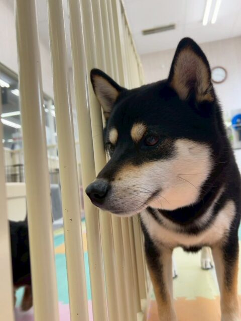 北斗ちゃん🐶
本日はBOSSちゃんと一緒にスタッフに甘えたり、かまってアピールのヒップアタックをして来たりして可愛いすぎました😍

レーキングも上手にさせてくれて小さい北斗ちゃんができる分くらい抜けました🤣

🐾🐶愛犬のお悩みご相談ください🐶🐾
@kenkohmura_official
 ↑フォロー待ってます↑

〒955-0091 新潟県三条市上須頃大割４２８−１
☎︎ 0256-35-2571
✉️ info@kenkohmura.jp
HP: https://kenkohmura.jp
LINE: https://lin.ee/7LIz5sb

#犬幸村#犬の幼稚園 #吠える、噛む #犬のしつけ #トイレ
柴犬柴犬可愛い柴犬大好き柴犬倶楽部柴犬可愛いすぎる