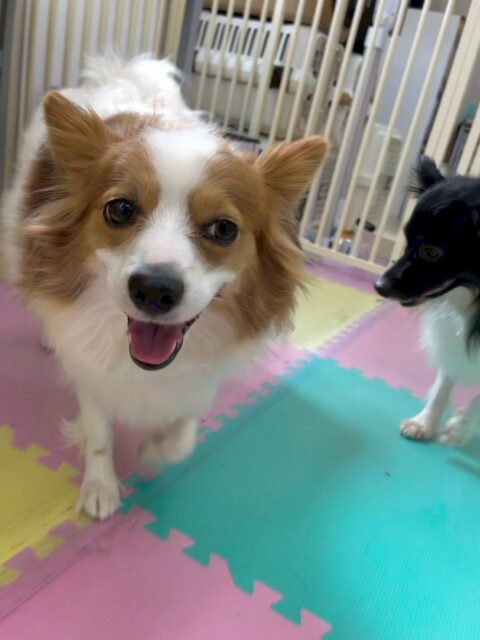 マロンちゃん🐶
本日はリラちゃんやぽん太達にちょっかいをたくさん出されていましたが楽しそうにみんなと遊べていてよかったです🤭

あまりにしつこいとしつこいよ‼️と注意をしてくれていてカッコ良いお姉さんでした👏

🐾🐶愛犬のお悩みご相談ください🐶🐾
@kenkohmura_official
 ↑フォロー待ってます↑

〒955-0091 新潟県三条市上須頃大割４２８−１
☎︎ 0256-35-2571
✉️ info@kenkohmura.jp
HP: https://kenkohmura.jp
LINE: https://lin.ee/7LIz5sb

#犬幸村#犬の幼稚園 #吠える、噛む #犬のしつけ #トイレ
パピヨンパピヨン可愛いパピヨン大好きパピヨン倶楽部