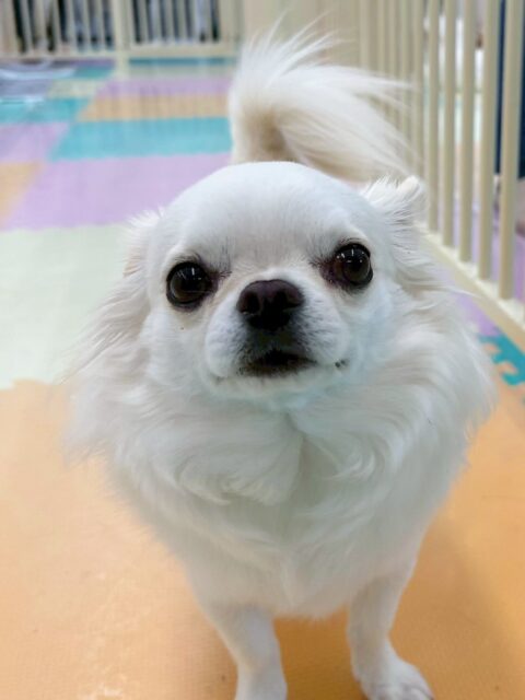 ビビちゃん🐶
歯磨きトレーニング開始から1年8ヶ月が経過しました🦷✨健康な歯を保つためにこの調子で続けていきましょう🪥
園内では色んな子の匂いを嗅いだり、遊びに誘われたりしていました😊

🐾🐶愛犬のお悩みご相談ください🐶🐾
@kenkohmura_official
 ↑フォロー待ってます↑

〒955-0091 新潟県三条市上須頃大割４２８−１
☎︎ 0256-35-2571
✉️ info@kenkohmura.jp
HP: https://kenkohmura.jp
LINE: https://lin.ee/7LIz5sb

#犬幸村#犬の幼稚園 #吠える、噛む #犬のしつけ #トイレ
チワワ　ちわわ　チワワだいすき