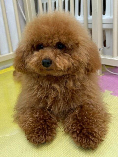 ププちゃん🐶
本日歯磨きトレーニングを開始して5ヶ月が経ちました🪥
歯の状態も良く、綺麗に磨けているのでこのまま継続を意識して続けていきましょう✊

園内では大好きなモカちゃんやニコペットのちびっ子達と楽しそうに走り回ったり、ワンプロをしたりしていました🤭

🐾🐶愛犬のお悩みご相談ください🐶🐾
@kenkohmura_official
 ↑フォロー待ってます↑

〒955-0091 新潟県三条市上須頃大割４２８−１
☎︎ 0256-35-2571
✉️ info@kenkohmura.jp
HP: https://kenkohmura.jp
LINE: https://lin.ee/7LIz5sb

#犬幸村#犬の幼稚園 #吠える、噛む #犬のしつけ #トイレ
トイプートイプー可愛いトイプー倶楽部トイプー可愛いすぎる