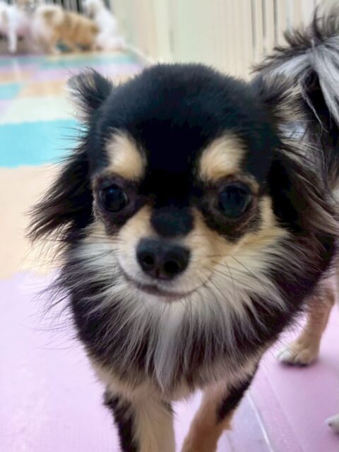 きりまるちゃん&まろちゃん🐶
今日はきりまるちゃんはベルちゃんとプロレスごっこをして楽しそうでした😊
他のわんちゃん達がプロレスごっこでヒートアップしてくるときりちゃんが止めに入ってくれて、かっこよかったです🥰
まろちゃんは柵越しにマルちゃんと遊んだり、きりちゃんとベルちゃんの３人で遊んだりしていました😆

🐾🐶愛犬のお悩みご相談ください🐶🐾
@kenkohmura_official
 ↑フォロー待ってます↑

〒955-0091 新潟県三条市上須頃大割４２８−１
☎︎ 0256-35-2571
✉️ info@kenkohmura.jp
HP: https://kenkohmura.jp
LINE: https://lin.ee/7LIz5sb

#犬幸村#犬の幼稚園 #吠える、噛む #犬のしつけ #トイレ
チワワ　ちわわ　チワワだいすき