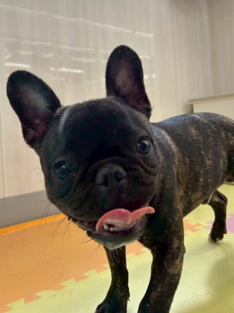 くうちゃん🐶
本日はニコペットのちびっ子達やBOSSちゃん、ププちゃん達と激しく走り回ったり、ワンプロをしたりして非常に楽しそうに遊んでいました🤭かなり激しく遊んでいましたが疲れ知らずなようで1日中楽しく遊んでいました🤣

🐾🐶愛犬のお悩みご相談ください🐶🐾
@kenkohmura_official
 ↑フォロー待ってます↑

〒955-0091 新潟県三条市上須頃大割４２８−１
☎︎ 0256-35-2571
✉️ info@kenkohmura.jp
HP: https://kenkohmura.jp
LINE: https://lin.ee/7LIz5sb

#犬幸村#犬の幼稚園 #吠える、噛む #犬のしつけ #トイレ
フレブルフレブル可愛いフレブル大好きフレブル倶楽部