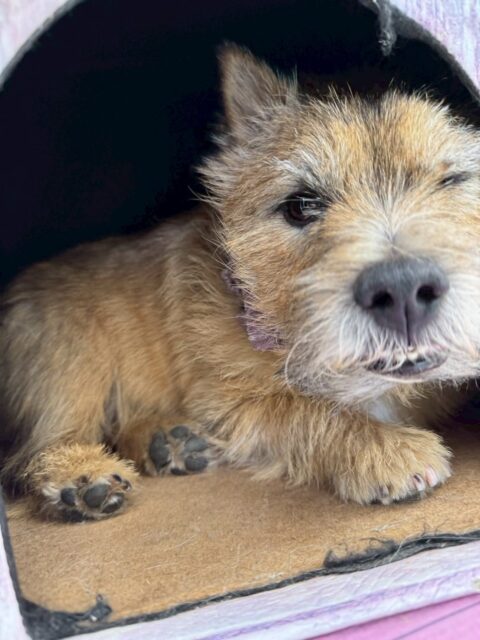 明日は木曜日、休園日です🐶
🐾🐶愛犬のお悩みご相談ください🐶🐾
@kenkohmura_official
↑フォロー待ってます↑
〒955-0091 新潟県三条市上須頃大割428−1
☎︎ 0256-35-2571
✉️ info@kenkohmura.jp
HP: https://kenkohmura.jp
LINE: https://lin.ee/7LIz5sb
#犬幸村#犬の幼稚園 #吠える、噛む #犬のしつけ #トイレ