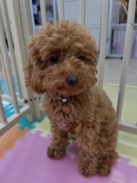 ルナちゃん🐶
モコちゃんと挨拶したりしていました😆
園内の中も歩き回ったりして少しつづなれてきてくれています🙌
🐾🐶愛犬のお悩みご相談ください🐶🐾
@kenkohmura_official
 ↑フォロー待ってます↑

〒955-0091 新潟県三条市上須頃大割４２８−１
☎︎ 0256-35-2571
✉️ info@kenkohmura.jp
HP: https://kenkohmura.jp
LINE: https://lin.ee/7LIz5sb

#犬幸村#犬の幼稚園 #吠える噛む #犬のしつけ #トイレ
 トイプードル トイプードルだいすき トイプードル可愛い