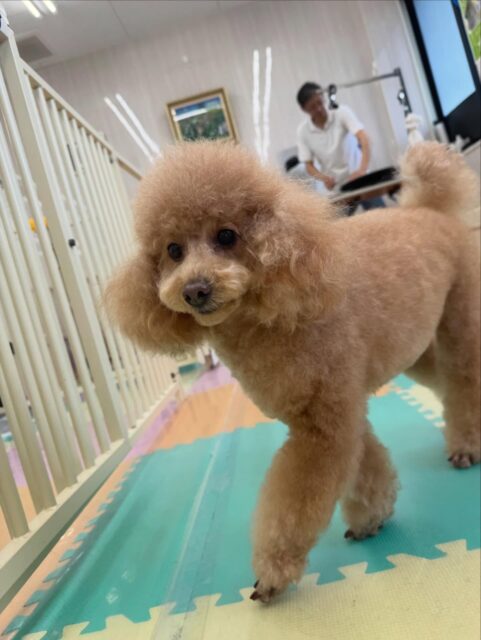 ポコちゃん🐶
本日はニッカちゃんやモカちゃん達とみんなで走り回ったり、ワンプロをしあったりして戯れあっていました👍

お散歩トレーニングではいつも歩かない道を本日はすんなり歩いてくれて良かったです👏

🐾🐶愛犬のお悩みご相談ください🐶🐾
@kenkohmura_official
 ↑フォロー待ってます↑

〒955-0091 新潟県三条市上須頃大割４２８−１
☎︎ 0256-35-2571
✉️ info@kenkohmura.jp
HP: https://kenkohmura.jp
LINE: https://lin.ee/7LIz5sb

#犬幸村#犬の幼稚園 #吠える、噛む #犬のしつけ #トイレ
トイプートイプー可愛いトイプー大好きトイプー倶楽部
