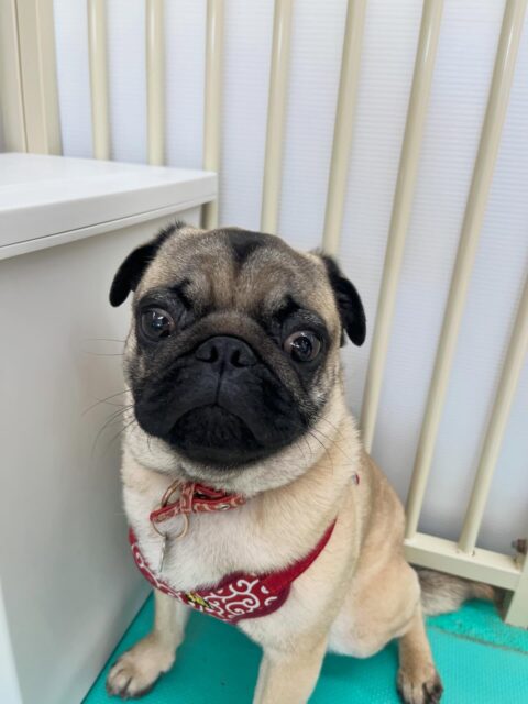 幼稚園体験に来てくれました🐶
最初とても緊張していた様で隅から動かなかったのですが、なれてきたら自分から挨拶したり歩き回ったりしていました😊
🐾🐶愛犬のお悩みご相談ください🐶🐾
@kenkohmura_official
 ↑フォロー待ってます↑

〒955-0091 新潟県三条市上須頃大割４２８−１
☎︎ 0256-35-2571
✉️ info@kenkohmura.jp
HP: https://kenkohmura.jp
LINE: https://lin.ee/7LIz5sb

#犬幸村#犬の幼稚園 #吠える噛む #犬のしつけ #トイレ
 パグ パグ可愛い パグだいすき