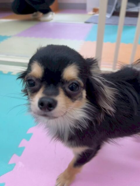 きりまるちゃん＆まろちゃん🐶
本日きりまるちゃんはボランティアの方に少し警戒して最初は触らせませんでしたがだんだん慣れてくると撫でて〜と足をビヨーンとしてアピールしていました🤣　

まろちゃんは朝からかなり動き回っていてハイテンションで周りの子達と遊んでいましたが午後になるとやっぱり疲れて膝の上でお休みタイムでした😴

🐾🐶愛犬のお悩みご相談ください🐶🐾
@kenkohmura_official
 ↑フォロー待ってます↑

〒955-0091 新潟県三条市上須頃大割４２８−１
☎︎ 0256-35-2571
✉️ info@kenkohmura.jp
HP: https://kenkohmura.jp
LINE: https://lin.ee/7LIz5sb

#犬幸村#犬の幼稚園 #吠える、噛む #犬のしつけ #トイレ
トイプートイプー可愛いトイプー大好きトイプー倶楽部