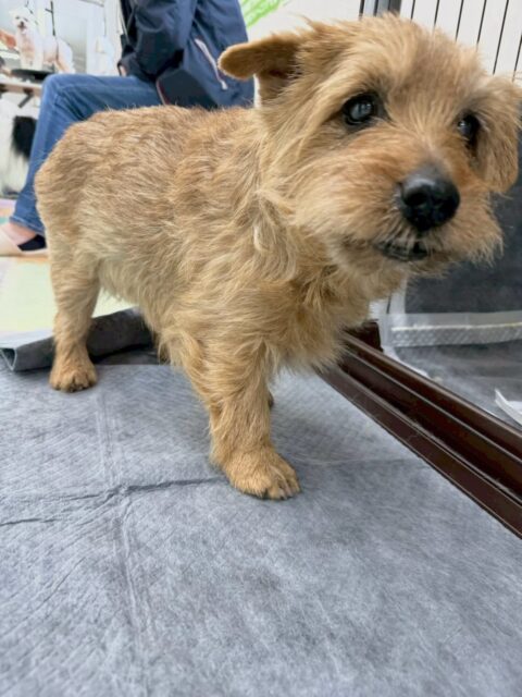 ゴローちゃん🐶
本日もお互い大好きなププちゃんに猛アタック‼️
匂いを嗅ぎ合ったり、挨拶をしあったりして過ごしていました🤭

🐾🐶愛犬のお悩みご相談ください🐶🐾
@kenkohmura_official
 ↑フォロー待ってます↑

〒955-0091 新潟県三条市上須頃大割４２８−１
☎︎ 0256-35-2571
✉️ info@kenkohmura.jp
HP: https://kenkohmura.jp
LINE: https://lin.ee/7LIz5sb

#犬幸村#犬の幼稚園 #吠える、噛む #犬のしつけ #トイレ
ノーフォークテリアノーフォークテリア可愛いノーフォークテリア大好きノーフォークテリア倶楽部