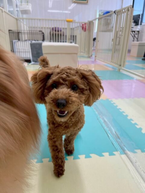 モカちゃん🐶
本日はもねちゃんやププちゃん、もこちゃん達と走り回ったり、ワンプロを仕掛けたりして非常に楽しそうに過ごしていました👍

朝から夕方まで走り続けてお帰りごろになると限界でスタッフの近くでお休みモードでまったりしていました🤣

🐾🐶愛犬のお悩みご相談ください🐶🐾
@kenkohmura_official
 ↑フォロー待ってます↑

〒955-0091 新潟県三条市上須頃大割４２８−１
☎︎ 0256-35-2571
✉️ info@kenkohmura.jp
HP: https://kenkohmura.jp
LINE: https://lin.ee/7LIz5sb

#犬幸村#犬の幼稚園 #吠える、噛む #犬のしつけ #トイレ
トイプートイプー可愛いトイプー大好きトイプー倶楽部