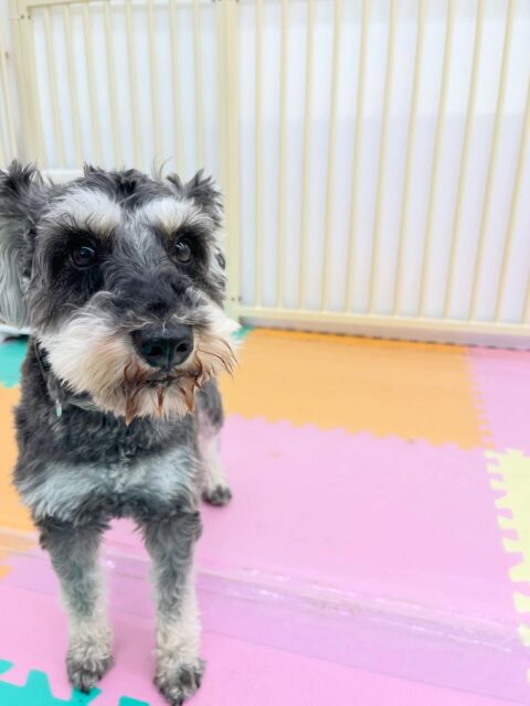 リュウちゃん🐶
体験に来た子やケン太ちゃん達が遊んでるのを見ておしゃべりしていました😄
🐾🐶愛犬のお悩みご相談ください🐶🐾
@kenkohmura_official
 ↑フォロー待ってます↑

〒955-0091 新潟県三条市上須頃大割４２８−１
☎︎ 0256-35-2571
✉️ info@kenkohmura.jp
HP: https://kenkohmura.jp
LINE: https://lin.ee/7LIz5sb

#犬幸村#犬の幼稚園 #吠える噛む #犬のしつけ #トイレ
 ミニチュアシュナウザー ミニチュアシュナウザー可愛い ミニチュアシュナウザーだいすき