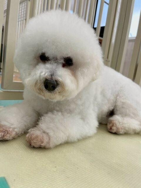 よもぎちゃん🐶
本日は神楽やまろちゃん、リュウちゃん達と匂いを嗅ぎ合ったり、挨拶をしあったりして過ごしていました🤭

お散歩トレーニングでは神楽と一緒に楽しそうにお散歩できていて可愛かったです😍

🐾🐶愛犬のお悩みご相談ください🐶🐾
@kenkohmura_official
 ↑フォロー待ってます↑

〒955-0091 新潟県三条市上須頃大割４２８−１
☎︎ 0256-35-2571
✉️ info@kenkohmura.jp
HP: https://kenkohmura.jp
LINE: https://lin.ee/7LIz5sb

#犬幸村#犬の幼稚園 #吠える、噛む #犬のしつけ #トイレ
ミックスミックス犬ミックス犬可愛いミックス犬倶楽部