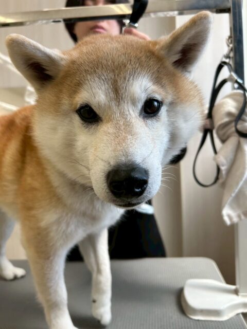 まめちゃん🐶
本日は甘えん坊なまめちゃん‼️可愛いネクタイを自慢するかのように近くにきたり、膝の上に乗ったりしてたくさんアピールをしてくれて可愛すぎました😍

他にも大吉ちゃんやマロンちゃん達とたくさんおしゃべりも楽しめたようでよかったです👏

🐾🐶愛犬のお悩みご相談ください🐶🐾
@kenkohmura_official
 ↑フォロー待ってます↑

〒955-0091 新潟県三条市上須頃大割４２８−１
☎︎ 0256-35-2571
✉️ info@kenkohmura.jp
HP: https://kenkohmura.jp
LINE: https://lin.ee/7LIz5sb

#犬幸村#犬の幼稚園 #吠える、噛む #犬のしつけ #トイレ
柴犬柴犬可愛い柴犬大好き柴犬倶楽部