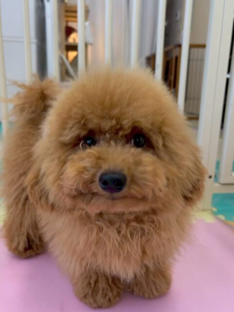ププちゃん🐶
本日は大好きなモカちゃんやきりまるちゃん達と走り回ったり、みんなではしゃぎ回ったり、激しいワンプロをしあったりして非常に楽しそうに過ごしていました🤣

🐾🐶愛犬のお悩みご相談ください🐶🐾
@kenkohmura_official
 ↑フォロー待ってます↑

〒955-0091 新潟県三条市上須頃大割４２８−１
☎︎ 0256-35-2571
✉️ info@kenkohmura.jp
HP: https://kenkohmura.jp
LINE: https://lin.ee/7LIz5sb

#犬幸村#犬の幼稚園 #吠える、噛む #犬のしつけ #トイレ
トイプートイプー可愛いトイプー大好きトイプー倶楽部