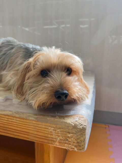 ロンちゃん🐶
ニコペットにいるスタンダードプードルちゃんと遊んだり、やん丸に構って〜とアピールしていました☺️
🐾🐶愛犬のお悩みご相談ください🐶🐾
@kenkohmura_official
 ↑フォロー待ってます↑

〒955-0091 新潟県三条市上須頃大割４２８−１
☎︎ 0256-35-2571
✉️ info@kenkohmura.jp
HP: https://kenkohmura.jp
LINE: https://lin.ee/7LIz5sb

#犬幸村#犬の幼稚園 #吠える噛む #犬のしつけ #トイレ
ヨークシャーテリア ヨークシャーテリア可愛い ヨークシャーテリア大好き