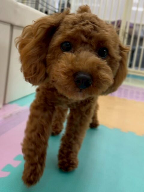 モカちゃん🐶
本日はププちゃんやニコペットのちびっ子とかなり激しく遊び回ったり、ワンプロをしたりして楽しんでいました🤭
激しく遊びすぎで夕方には少し疲れたのかまったりモードで過ごしていました😴

🐾🐶愛犬のお悩みご相談ください🐶🐾
@kenkohmura_official
 ↑フォロー待ってます↑

〒955-0091 新潟県三条市上須頃大割４２８−１
☎︎ 0256-35-2571
✉️ info@kenkohmura.jp
HP: https://kenkohmura.jp
LINE: https://lin.ee/7LIz5sb

#犬幸村#犬の幼稚園 #吠える、噛む #犬のしつけ #トイレ
トイプートイプー可愛いトイプー倶楽部トイプー可愛いすぎる