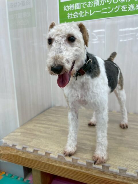 ポコちゃん🐶
本日は1日中走り回ったり、みんなを誘ってワンプロをしたり、柵越しにみんなとお話をしあったりして非常に楽しそうに過ごしていました🤭

🐾🐶愛犬のお悩みご相談ください🐶🐾
@kenkohmura_official
 ↑フォロー待ってます↑

〒955-0091 新潟県三条市上須頃大割４２８−１
☎︎ 0256-35-2571
✉️ info@kenkohmura.jp
HP: https://kenkohmura.jp
LINE: https://lin.ee/7LIz5sb

#犬幸村#犬の幼稚園 #吠える、噛む #犬のしつけ #トイレ
ワイヤーフォックスワイヤーフォックス可愛いワイヤーフォックス大好きワイヤーフォックス倶楽部