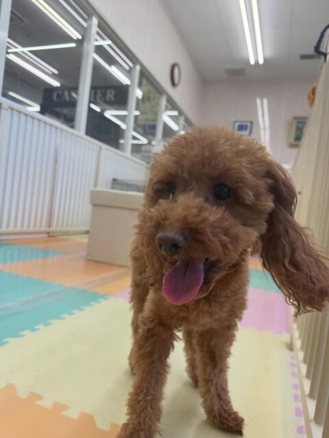 チコちゃん🐶
本日歯磨きトレーニングを開始して1年6ヶ月が経ちました
歯の状態は少し汚れが気にならなくなって来ました‼️このまま継続を意識してキープしていきましょう✊

園内では、ニコペットのスタッフ犬やププちゃん達と匂いを嗅ぎ合ったり、遊び回ったりして楽しんでいました👍

🐾🐶愛犬のお悩みご相談ください🐶🐾
@kenkohmura_official
 ↑フォロー待ってます↑

〒955-0091 新潟県三条市上須頃大割４２８−１
☎︎ 0256-35-2571
✉️ info@kenkohmura.jp
HP: https://kenkohmura.jp
LINE: https://lin.ee/7LIz5sb

#犬幸村#犬の幼稚園 #吠える、噛む #犬のしつけ #トイレ
トイプートイプー可愛いトイプー大好きトイプー倶楽部