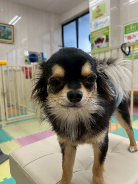 きりまるちゃん＆まろちゃん🐶
本日は2頭とも朝からかなり激しく遊び回っていたので、夕方には少し疲れたのか2匹で並んでお眠りモードになってしまっていました🤣

本日もヤンチャな子達と遊んだり、注意をしてくれたりの大活躍な2頭でした👏

🐾🐶愛犬のお悩みご相談ください🐶🐾
@kenkohmura_official
 ↑フォロー待ってます↑

〒955-0091 新潟県三条市上須頃大割４２８−１
☎︎ 0256-35-2571
✉️ info@kenkohmura.jp
HP: https://kenkohmura.jp
LINE: https://lin.ee/7LIz5sb

#犬幸村#犬の幼稚園 #吠える、噛む #犬のしつけ #トイレ
チワワチワワ可愛いチワワ大好きチワワ倶楽部