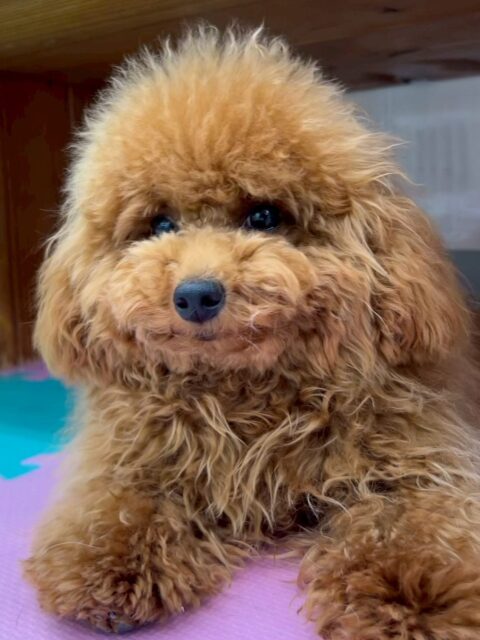 ププちゃん🐶
本日は朝からふうちゃんや、ぽん太達にちょっかいを出されたり、みんなで走り回ったりして遊び回っていました🤭
夕方には疲れたのかまったりモードで過ごしていました😴

🐾🐶愛犬のお悩みご相談ください🐶🐾
@kenkohmura_official
 ↑フォロー待ってます↑

〒955-0091 新潟県三条市上須頃大割４２８−１
☎︎ 0256-35-2571
✉️ info@kenkohmura.jp
HP: https://kenkohmura.jp
LINE: https://lin.ee/7LIz5sb

#犬幸村#犬の幼稚園 #吠える、噛む #犬のしつけ #トイレ
トイプートイプー可愛いトイプー倶楽部トイプー可愛すぎる