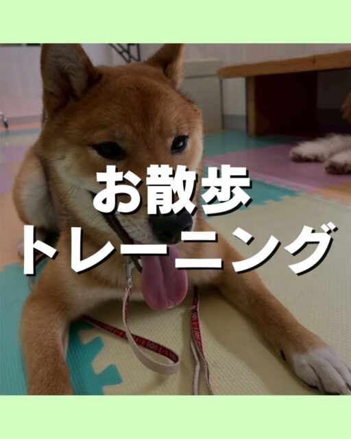 お散歩トレーニング講習会🐶
本日もたくさんの方にご参加いただきました😆
次回は5/16(土)に開催します😆

こんなお悩みありませか?
引っ張りが強い
拾い食いが気になる
他の子や人に向かって吠えてしまう⋯
お気軽にお問い合わせ下さい💁

🐾🐶愛犬のお悩みご相談ください🐶🐾
@kenkohmura_official
 ↑フォロー待ってます↑

〒955-0091 新潟県三条市上須頃大割４２８−１
☎︎ 0256-35-2571
✉️ info@kenkohmura.jp
HP: https://kenkohmura.jp
LINE: https://lin.ee/7LIz5sb

#犬幸村#犬の幼稚園 #吠える、噛む #犬のしつけ #トイレ　お散歩トレーニング