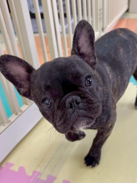 くうちゃん🐶
本日は1日中ぽん太とニコペットのちびっ子達と走り回ったり、ワンプロを楽しんだりして激しい1日を過ごしていました👍

🐾🐶愛犬のお悩みご相談ください🐶🐾
@kenkohmura_official
 ↑フォロー待ってます↑

〒955-0091 新潟県三条市上須頃大割４２８−１
☎︎ 0256-35-2571
✉️ info@kenkohmura.jp
HP: https://kenkohmura.jp
LINE: https://lin.ee/7LIz5sb

#犬幸村#犬の幼稚園 #吠える、噛む #犬のしつけ #トイレ
フレブルフレブル可愛いフレブル大好きフレブル倶楽部