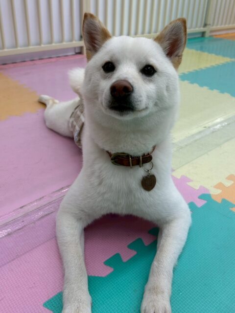 コハクちゃん🐶
本日も、レーキングやシャンプーでたくさん毛が抜けました‼️もう一頭コハクちゃんができるくらい抜けましたね👍

園内ではふうちゃんやちょこたんちゃん、ぽん太達と楽しそうに走り回ったり、みんなでワンプロをしあったりして非常に楽しそうに過ごしていました👏

🐾🐶愛犬のお悩みご相談ください🐶🐾
@kenkohmura_official
 ↑フォロー待ってます↑

〒955-0091 新潟県三条市上須頃大割４２８−１
☎︎ 0256-35-2571
✉️ info@kenkohmura.jp
HP: https://kenkohmura.jp
LINE: https://lin.ee/7LIz5sb

#犬幸村#犬の幼稚園 #吠える、噛む #犬のしつけ #トイレ
柴犬柴犬可愛い柴犬大好き柴犬倶楽部