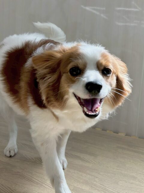 マロンちゃん🐶
本日は朝からスタッフとの手遊びで白熱したのか久しぶりの園内大爆走を見せてくれました💨
本日はヤンチャ組でかなり走り回ったりしていたので疲れた様子でした🤣

🐾🐶愛犬のお悩みご相談ください🐶🐾
@kenkohmura_official
 ↑フォロー待ってます↑

〒955-0091 新潟県三条市上須頃大割４２８−１
☎︎ 0256-35-2571
✉️ info@kenkohmura.jp
HP: https://kenkohmura.jp
LINE: https://lin.ee/7LIz5sb

#犬幸村#犬の幼稚園 #吠える、噛む #犬のしつけ #トイレ
パピヨンパピヨン可愛いパピヨン大好きパピヨン倶楽部