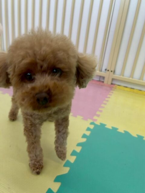 結希ちゃん🐶
本日は毛がくるくるのクルクルーズの子達と写真を撮りました📷1番厳つい表情で写真に写ってくれました🤣

他にも園内では、モカちゃんやもこちゃん達に挨拶をされたり、みんなから匂いを嗅がれたりして人気者でした👍

🐾🐶愛犬のお悩みご相談ください🐶🐾
@kenkohmura_official
 ↑フォロー待ってます↑

〒955-0091 新潟県三条市上須頃大割４２８−１
☎︎ 0256-35-2571
✉️ info@kenkohmura.jp
HP: https://kenkohmura.jp
LINE: https://lin.ee/7LIz5sb

#犬幸村#犬の幼稚園 #吠える、噛む #犬のしつけ #トイレ
トイプートイプー可愛いトイプー大好きトイプー倶楽部