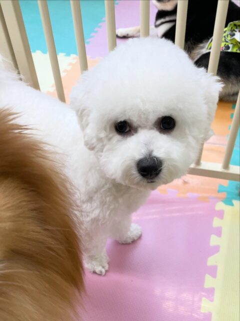 明日は木曜日、休園日です🐶

🐾🐶愛犬のお悩みご相談ください🐶🐾
@kenkohmura_official
 ↑フォロー待ってます↑

〒955-0091 新潟県三条市上須頃大割４２８−１
☎︎ 0256-35-2571
✉️ info@kenkohmura.jp
HP: https://kenkohmura.jp
LINE: https://lin.ee/7LIz5sb

#犬幸村#犬の幼稚園 #吠える、噛む #犬のしつけ #トイレ