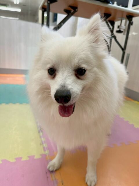 幸ちゃん🐶
本日はニッカちゃんや寅丸ちゃん達とみんなで走り回ったりして非常に楽しそうにしていました🤭
他にもみんなから匂いを嗅がれたり、みんなに挨拶をされたりしてコミュニケーションを取っていました👍

🐾🐶愛犬のお悩みご相談ください🐶🐾
@kenkohmura_official
 ↑フォロー待ってます↑

〒955-0091 新潟県三条市上須頃大割４２８−１
☎︎ 0256-35-2571
✉️ info@kenkohmura.jp
HP: https://kenkohmura.jp
LINE: https://lin.ee/7LIz5sb

#犬幸村#犬の幼稚園 #吠える、噛む #犬のしつけ #トイレ
スピッツスピッツ可愛いスピッツ大好きスピッツ倶楽部