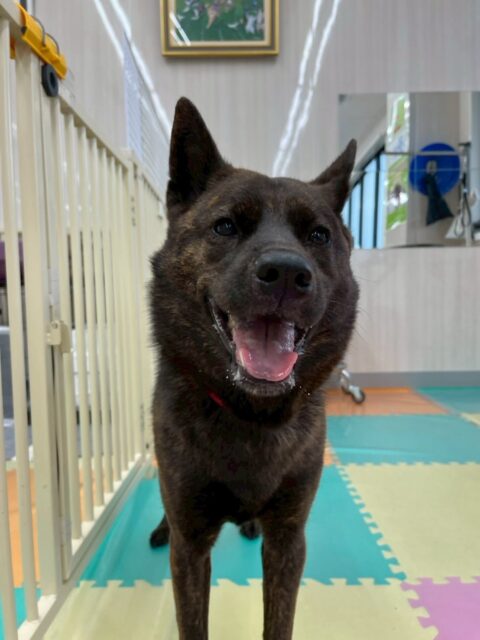 夏紬ちゃん＆らぶちゃん🐶
本日夏紬ちゃんはちゃ六ちゃんや鶴丸達と走り回ったり、お話をしあったり、激しいワンプロをしあったりして過ごしていました🤭

らぶちゃんはみんなと挨拶をしあったり、ヤンチャ組とおとなしい組を回ってみんなとコミュニケーションを取ったりしていました👏

🐾🐶愛犬のお悩みご相談ください🐶🐾
@kenkohmura_official
 ↑フォロー待ってます↑

〒955-0091 新潟県三条市上須頃大割４２８−１
☎︎ 0256-35-2571
✉️ info@kenkohmura.jp
HP: https://kenkohmura.jp
LINE: https://lin.ee/7LIz5sb

#犬幸村#犬の幼稚園 #吠える、噛む #犬のしつけ #トイレ
甲斐犬甲斐犬可愛いミックスミックス犬ミックス犬可愛い