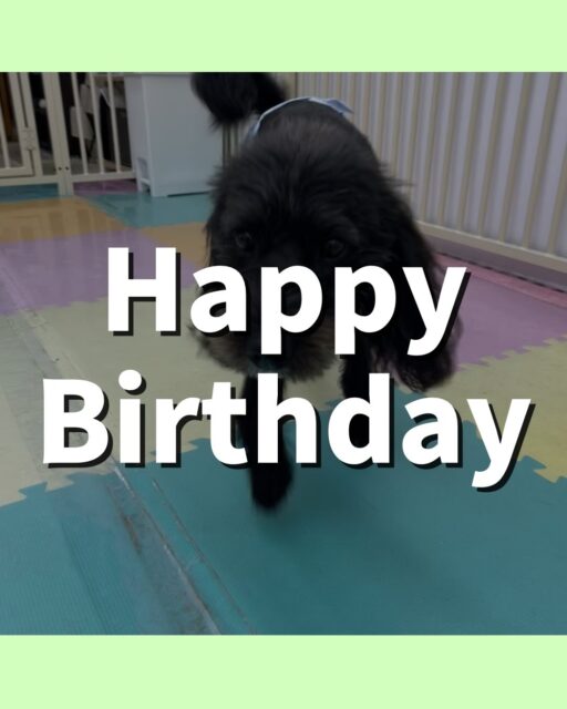ニッカちゃん🐶
お誕生日おめでとうございます🎂👏🏻
幼稚園の中楽しそうに走り回ったり、のりまきちゃんと激しく遊んでいました🙌
⁡
歯磨きトレーニング開始して4ヶ月経過しました🦷🪥✨
歯の白さキープできてるのでこれからも頑張りましょう！！
🐾🐶愛犬のお悩みご相談ください🐶🐾
@kenkohmura_official
 ↑フォロー待ってます↑

〒955-0091 新潟県三条市上須頃大割４２８−１
☎︎ 0256-35-2571
✉️ info@kenkohmura.jp
HP: https://kenkohmura.jp
LINE: https://lin.ee/7LIz5sb

#犬幸村#犬の幼稚園 #吠える噛む #犬のしつけ #トイレ
 ミックス犬 ミックス犬可愛い ミックス犬だいすき