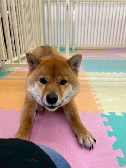 コロンちゃん🐶
本日は歯磨きトレーニングを開始して1年7ヶ月が経ちました‼️歯の状態も問題なくキープできているのでこのまま継続を意識して頑張っていきましょう✊

園内では朝からかなりテンションが高く、くうちゃんやシロちゃん、モカちゃん達と走り回ったりして遊んでいました🤭

夕方になると少し疲れたのかご家族のお帰りをまったりしながら待っていました😍

🐾🐶愛犬のお悩みご相談ください🐶🐾
@kenkohmura_official
 ↑フォロー待ってます↑

〒955-0091 新潟県三条市上須頃大割４２８−１
☎︎ 0256-35-2571
✉️ info@kenkohmura.jp
HP: https://kenkohmura.jp
LINE: https://lin.ee/7LIz5sb

#犬幸村#犬の幼稚園 #吠える、噛む #犬のしつけ #トイレ
柴犬柴犬大好き柴犬可愛い柴犬倶楽部