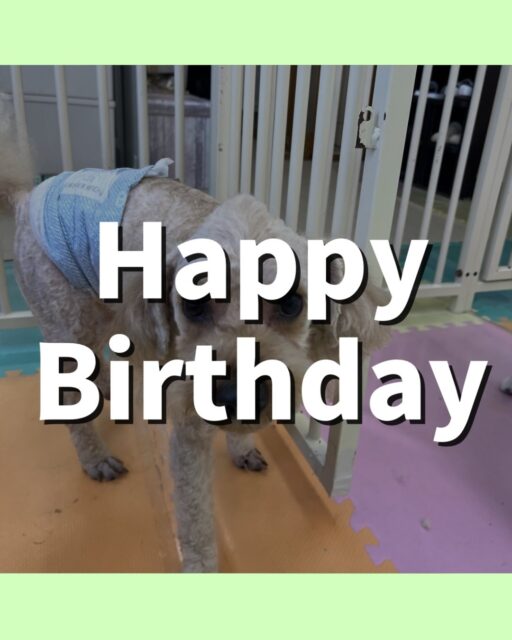 ルイちゃん＆イブちゃん🐶
ルイちゃんお誕生日おめでとうございます🎂👏🏻
ルイちゃんはニッカちゃんとおしゃべりしたりしていました☺️
⁡
イブちゃんはやん丸に構って〜とアピールしたりボランティアの方に撫でてもらっていました😁
🐾🐶愛犬のお悩みご相談ください🐶🐾
@kenkohmura_official
 ↑フォロー待ってます↑

〒955-0091 新潟県三条市上須頃大割４２８−１
☎︎ 0256-35-2571
✉️ info@kenkohmura.jp
HP: https://kenkohmura.jp
LINE: https://lin.ee/7LIz5sb

#犬幸村#犬の幼稚園 #吠える噛む #犬のしつけ #トイレ
 トイプードル トイプードルだいすき トイプードル可愛い